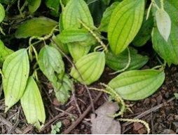 Khắc phục hiện tượng rụng gié tiêu